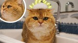 [Cats] The Most Obedient Cat During Bath On The Internet!
