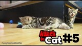 รวมพลแก๊งค์แมวฮ่า Attack on Cat ! 5 / ตอน ความพยายามของเอเลนพากย์นรก