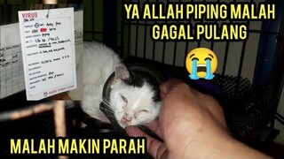 Astagfirullah Kucing Ini Sedih Gagal Pulang Dari Klinik Malah Masuk Isolasi Karena Virus..!