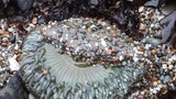 [Vlog]Found a rare big-size sea anemone at beach