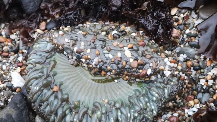 [Vlog] Phát hiện hải quỳ cỡ lớn quý hiếm ở bãi biển