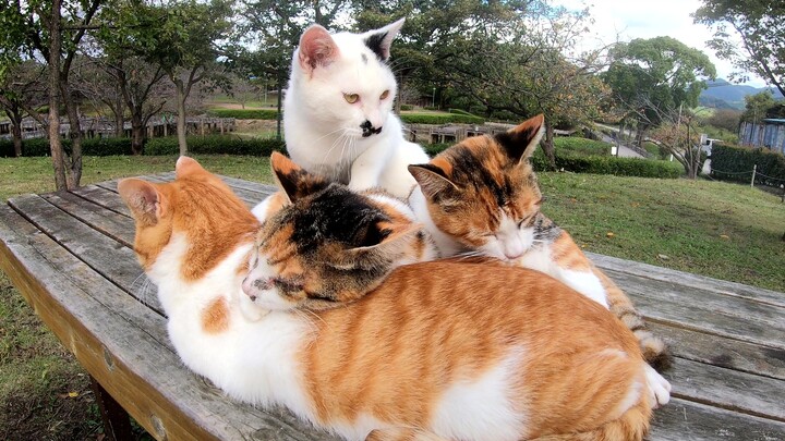 [คลิปแมว] น้องแมวช่วยอุ่นร่างกายให้เพื่อนที่เป็นหวัด