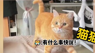 Loli Jepang tak kuasa menahan diri setelah menonton "Beberapa Kucing Sudah Berpikir Dirinya Sebagai 