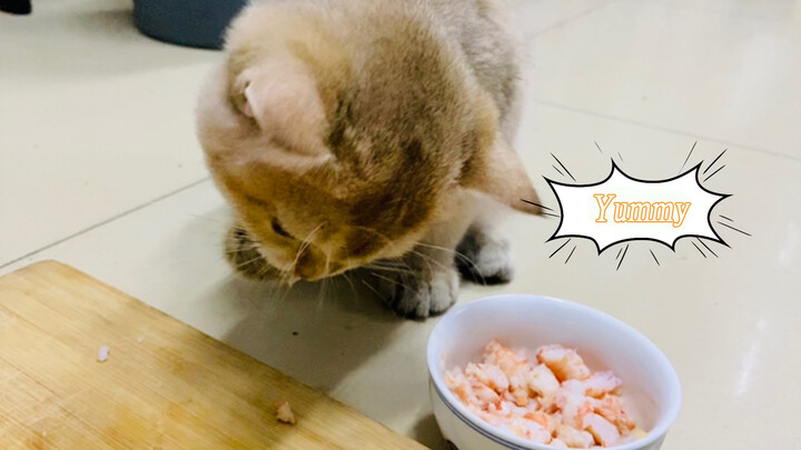 Binatang|Kucing yang Asyik Makan