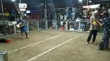 Sabung 2wins Fight#1 Bloodline 🐓 White Kelso (win) Champion 🏆  in Santa Fe