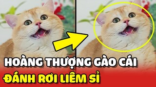 Bé mèo đực GÀO CÁI đánh RƠI LIÊM SĨ khi mẹ dẫn bạn gái về nhà 😂 | Yêu Lu