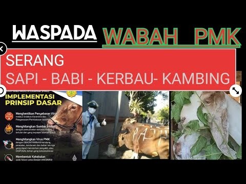 KENALI DAN CARA HINDARI WABAH PMK SERANG TERNAK KITA