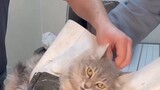 Bagaimana dokter hewan menangani kucing pemarah!