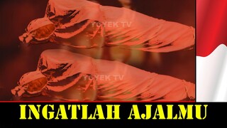 Lihatlah ini supaya kamu tidak celaka