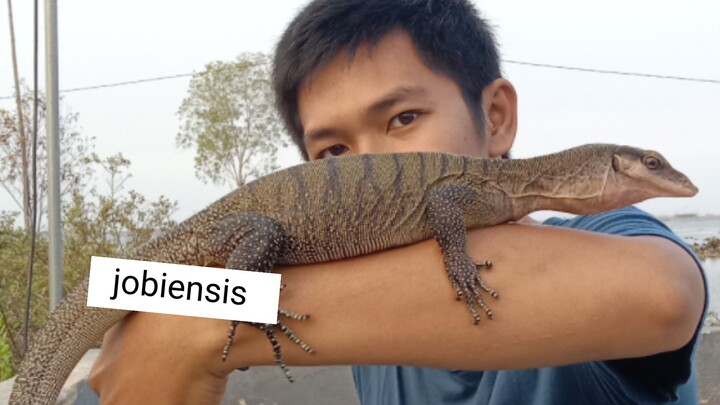 Varanus jobiensis ( biawak pohon leher merah )