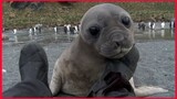 Curious Baby Seal Approaches Cameraman.