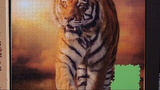 Clementoni Puzzle Tiger 1500 pieces in 1 minute