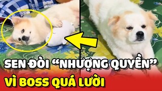 Sen BẤT LỰC đòi "NHƯỢNG QUYỀN" nuôi Boss vì LÝ DO NÀY 😂 | Yêu Lu