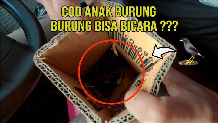 cod burung yang bisa bicara ???