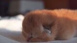 It's so cute! Shoot kitten when it's sleeping