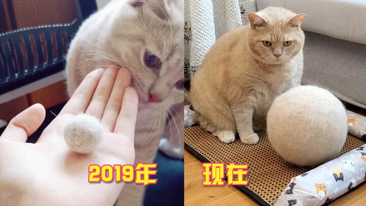 神操作！女子用猫咪掉下的毛做“玩具”，2年多后的成品惊呆网友