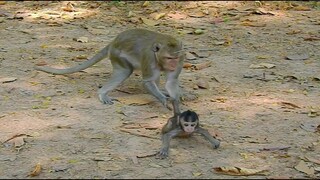 OMG Baby Monkey Can't Move, Kidnapper Monkey Try Hard To Pull Tail of Baby No Cry