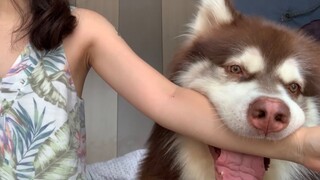 【阿拉斯加】大型犬的粘人程度相当于给自己养个儿子