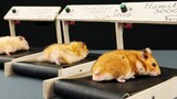 Running little meatballs! Handmade hamster exclusive treadmill!
