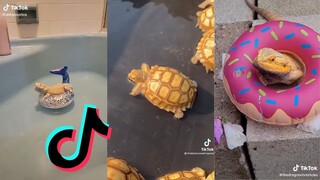 Reptile Side of Tiktok - Compilation #7