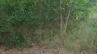 husai