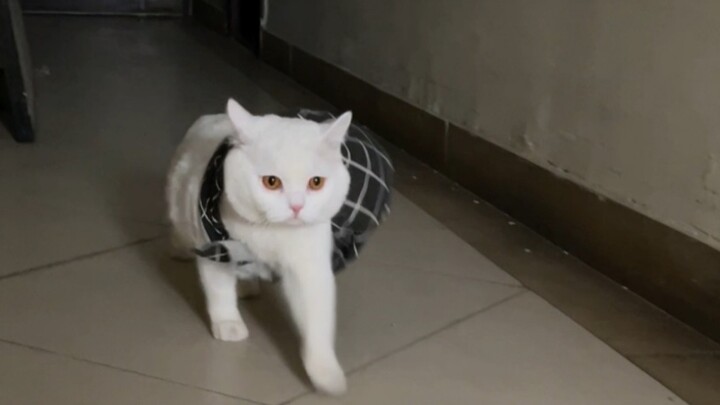 Ibuku memperhatikan bahwa aku punya kucing