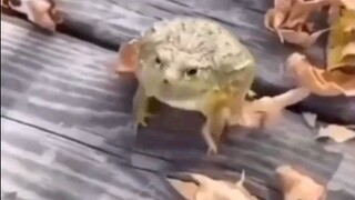 frog