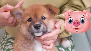 Jangan membuang anjing susu kecil yang jelek itu, ia akan menyerang balik saat besar nanti