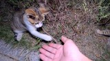 一只劣性十足的小野猫，想要驯服它，首先把手递过去