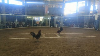 MNA 2nd fight Loss