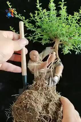 Amazing Bonsai Tree
