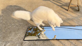 [Animal]Rubah kecil melihat cermin untuk pertama kalinya