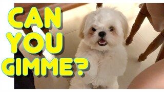 Cute Shih Tzu Puppy Tries To Beg For Food Under the Table