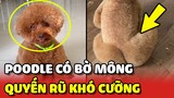 Ghen tị với BỜ MÔNG hấp dẫn nhất Việt Nam của bé chó POODLE xinh đẹp 😂 | Yêu Lu