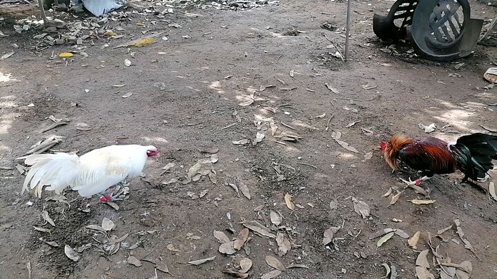 Yellow legged vs white rubbles