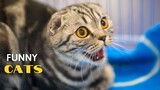 Mèo Cưng siêu dễ thương | Tổng Hợp Những Video Siêu Hài Hước Vui Nhộn Của Mèo