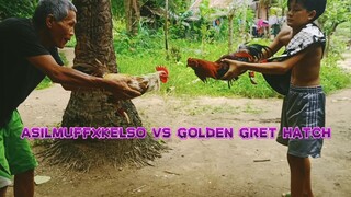 SPAR!                                          ASILMUFFXKELSO VS GOLDEN GREY HATCH!