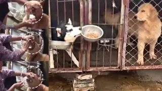 Funny animals eating their food