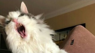 😂 Funniest Cats and Dogs Videos 😺🐶 || 🥰😹 Hilarious Animal Compilation №205