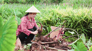 How would you like to eat TARO?