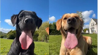 "Hurry up and throw the ball, we are waiting to pick it up🎾"