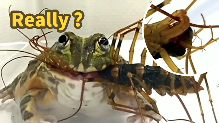 【Bullfrog】You Can Even Stomach This Kind of Bug?