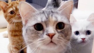 Cat Gourmet โชว์การทำท้องทูน่าสุดฟิน