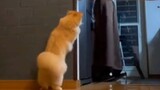Kucing arogan yang suka mengamati majikannya secara diam-diam