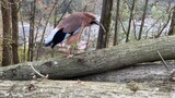 Burung yang menari senang bertemu kembali dengan majikannya