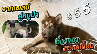 จากเซเลปสู่หมูป่า ที่มาของความเปื้อน -  ข้าวนึ่ง & เดอะแก๊ง