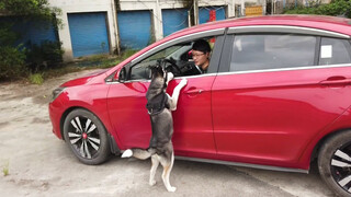 Pretending To Leave A Husky Behind And Watch Its Reactions