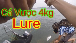 Câu Lure Cá Vược (Chẽm) 4kg Tại Bãi Đá Nghi Thiết, Cửa Lò, tp Vinh, Nghệ An (Tập 34)