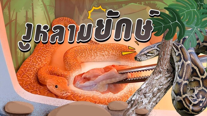 บ้านใหม่ สุดสวย งูหลามแกรนิต (น้องปลาช่อน)