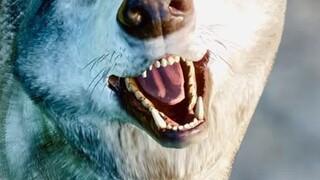 Planet Zoo: Timberwolves show up, audience increase by 2,000, huge profit!